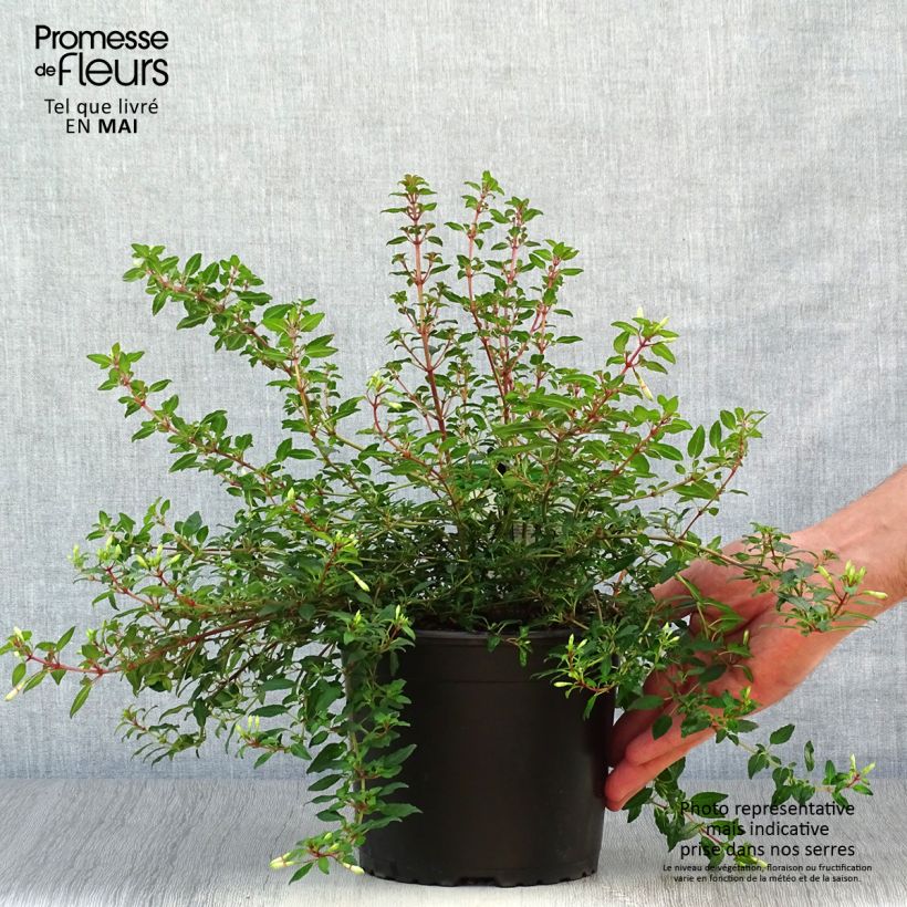 Example of Fuchsia magellanica Arauco - Scharlach-Fuchsie Topf mit 1,5L/2L as you get in printemps