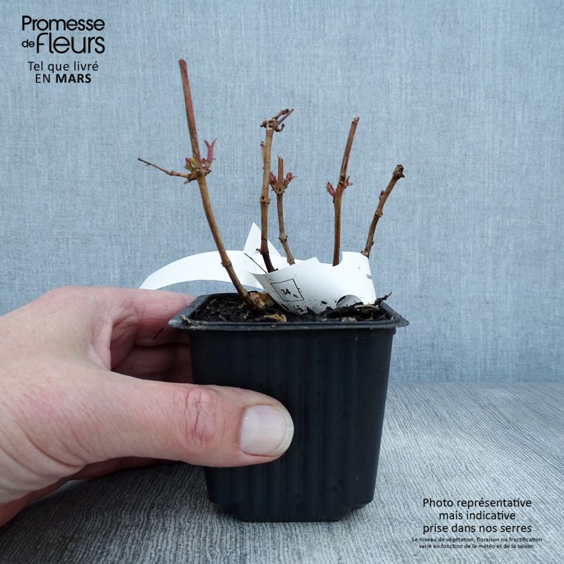 Example of Fuchsia magellanica - Scharlach-Fuchsie Kleine Töpfe von 8/9 cm as you get in printemps