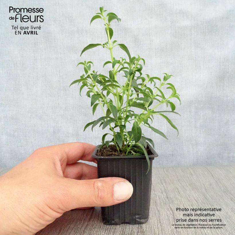 Example of Fuchsia magellanica Hawkshead - Scharlach-Fuchsie Kleine Töpfe von 7/8 cm as you get in printemps