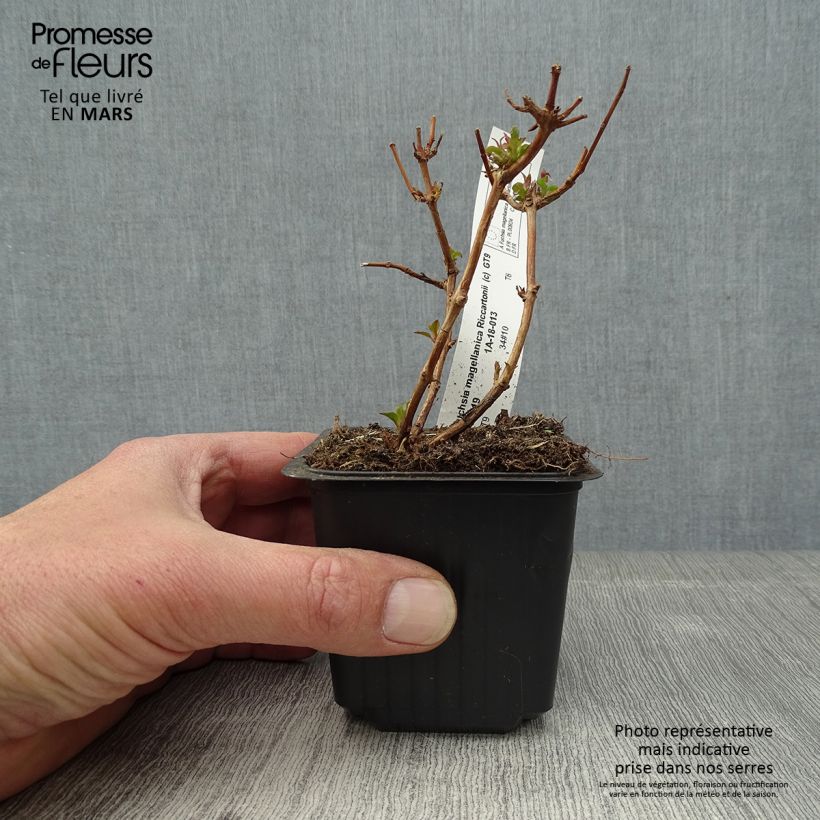 Example of Fuchsia magellanica Riccartonii - Scharlach-Fuchsie Kleine Töpfe von 8/9 cm as you get in printemps