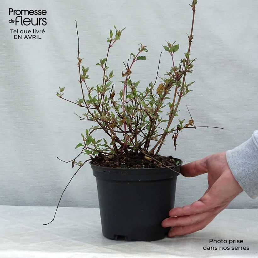 Example of Fuchsia magellanica Riccartonii - Scharlach-Fuchsie Topf mit 2L/3L as you get in printemps
