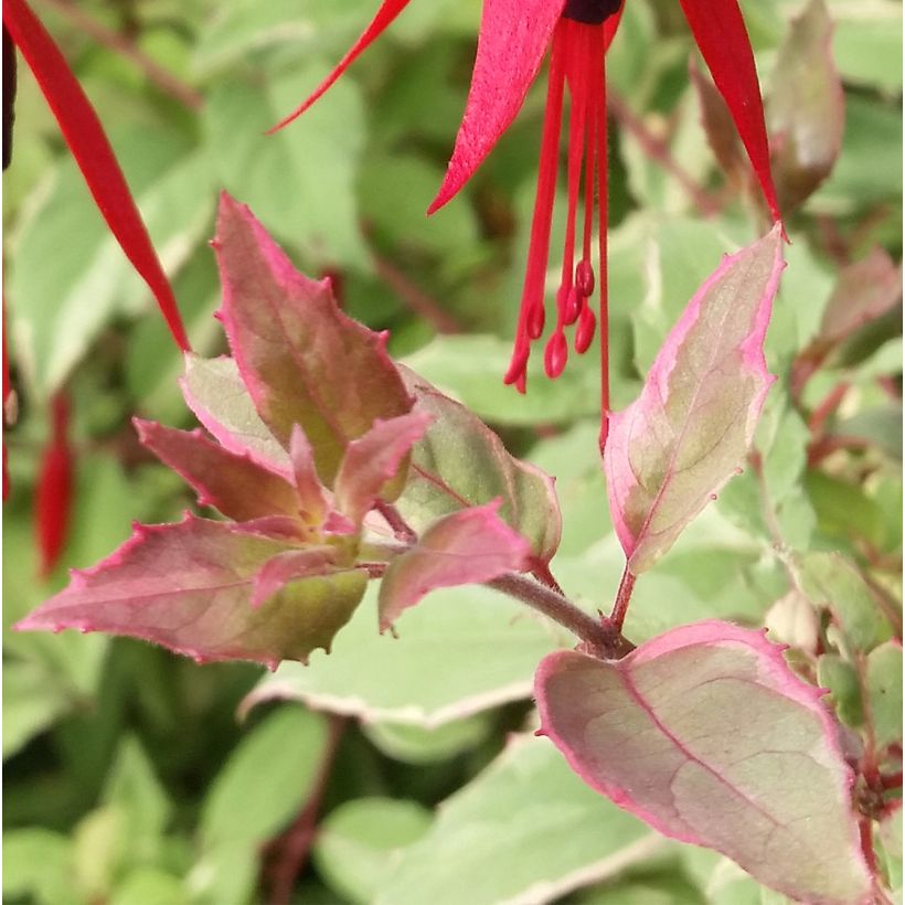 Fuchsia magellanica Tricolorii - Scharlach-Fuchsie (Foliage)