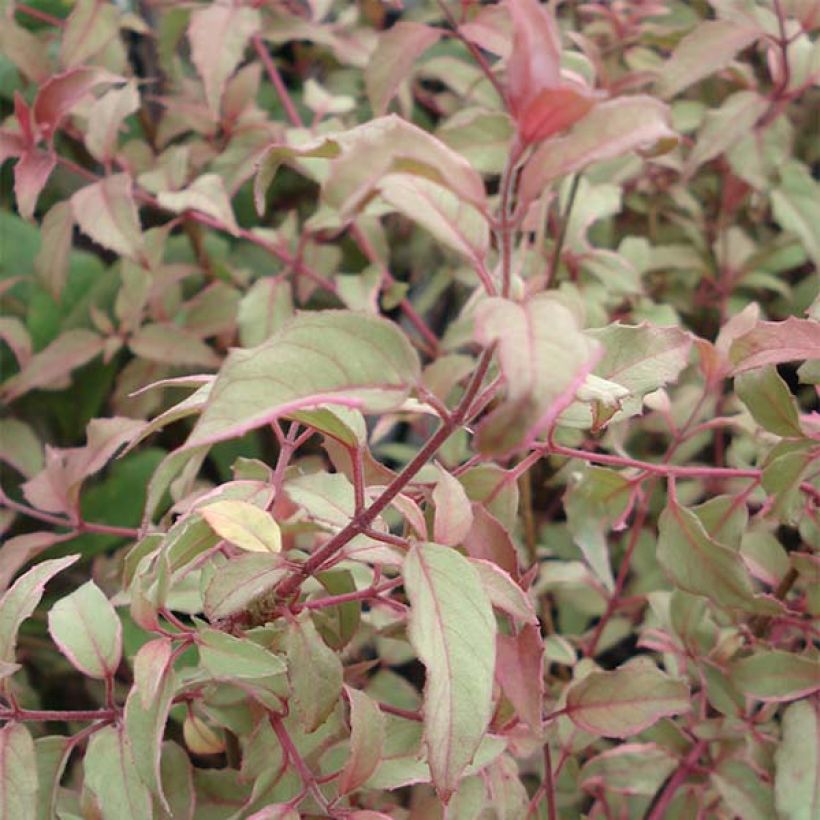 Fuchsia magellanica Versicolor - Scharlach-Fuchsie (Foliage)
