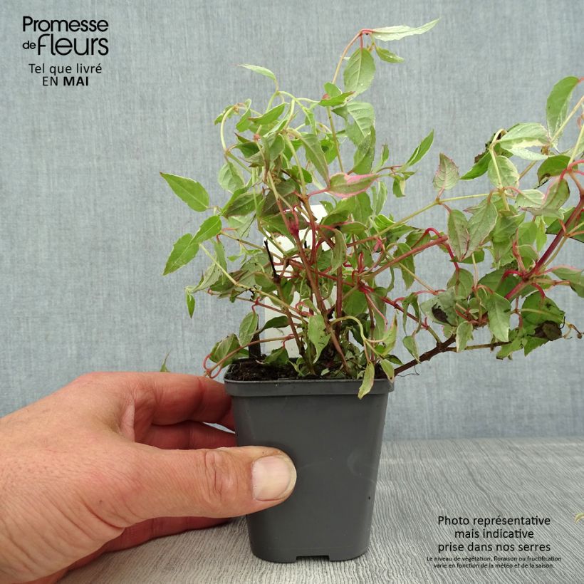 Example of Fuchsia magellanica Versicolor - Scharlach-Fuchsie Kleine Töpfe von 7/8 cm as you get in printemps