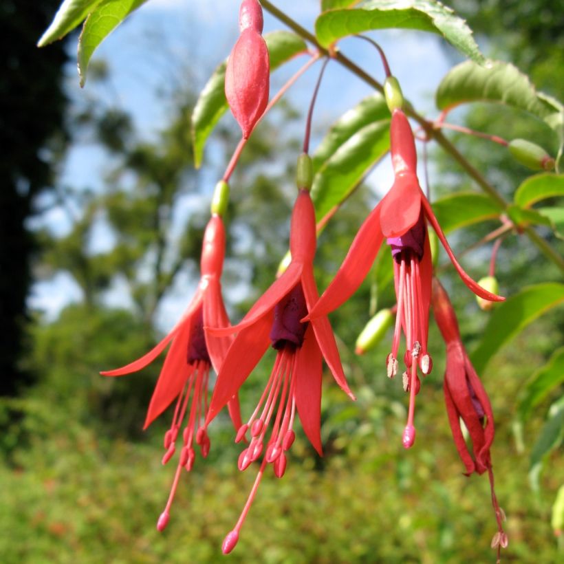 Fuchsia magellanica var. gracilis Aurea - Scharlach-Fuchsie (Flowering)