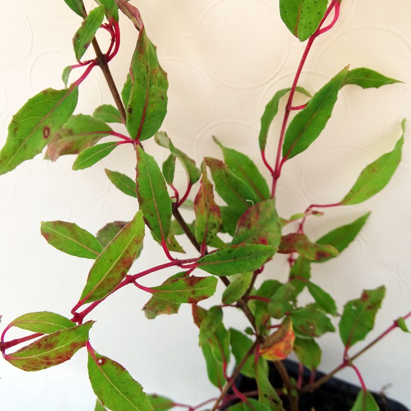 Fuchsia magellanica var. gracilis Aurea - Scharlach-Fuchsie (Foliage)