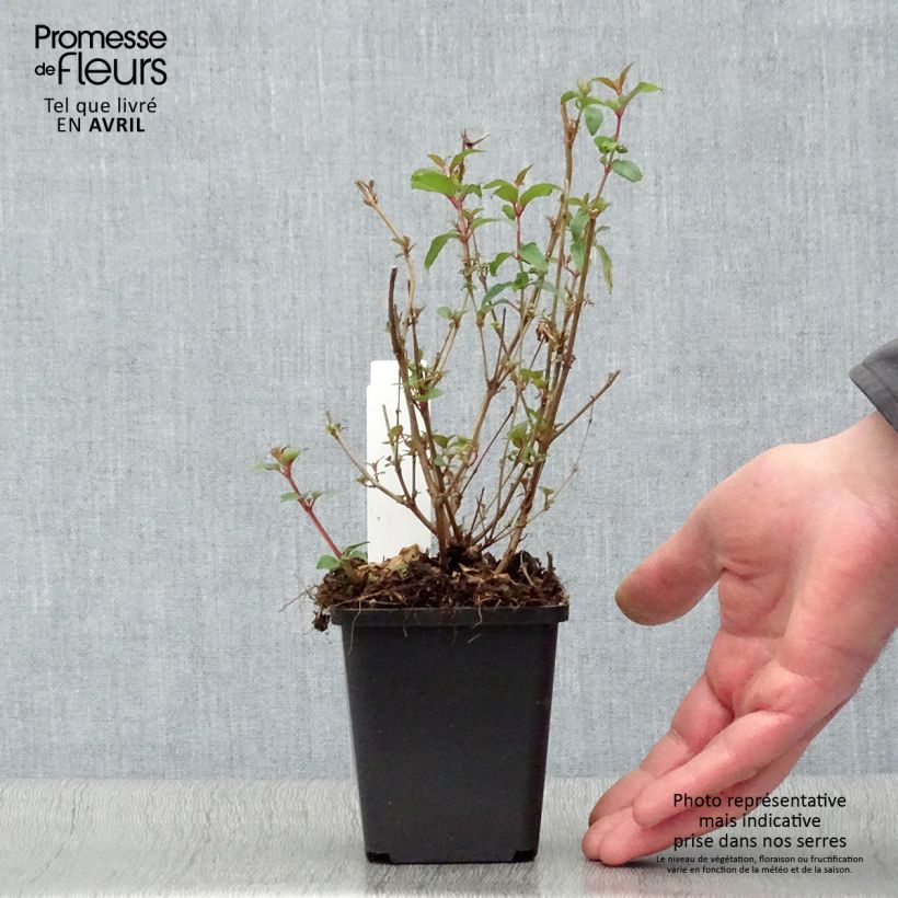 Example of Fuchsia magellanica var. gracilis Aurea - Scharlach-Fuchsie Kleine Töpfe von 7/8 cm as you get in printemps