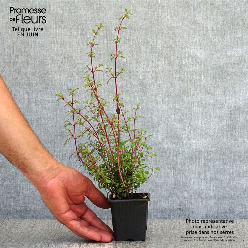 Exemplar von Fuchsia microphylla subsp. microphylla Kleine Töpfe von 8/9 cm wie im Sommer geliefert