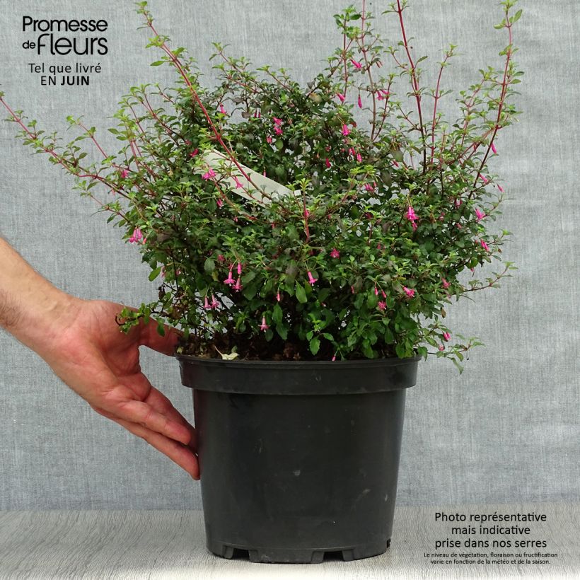 Exemplar von Fuchsia microphylla subsp. microphylla Topf mit 4L/5L wie im Sommer geliefert