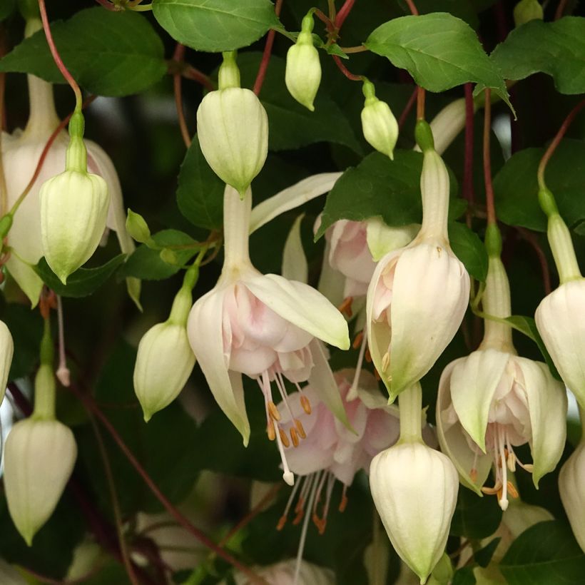 Fuchsia Pink Marshmallow (Blüte)