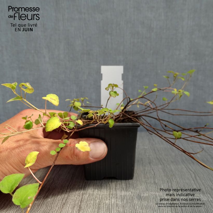 Example of Fuchsia procumbens Kleine Töpfe von 8/9 cm as you get in printemps