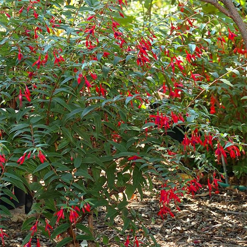 Fuchsia regia Reitzii (Wuchs)