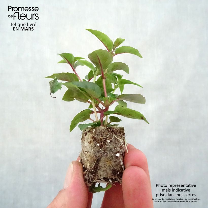 Example of Fuchsia Bella Laura Mini-Plug Ø 3/4 cm as you get in printemps