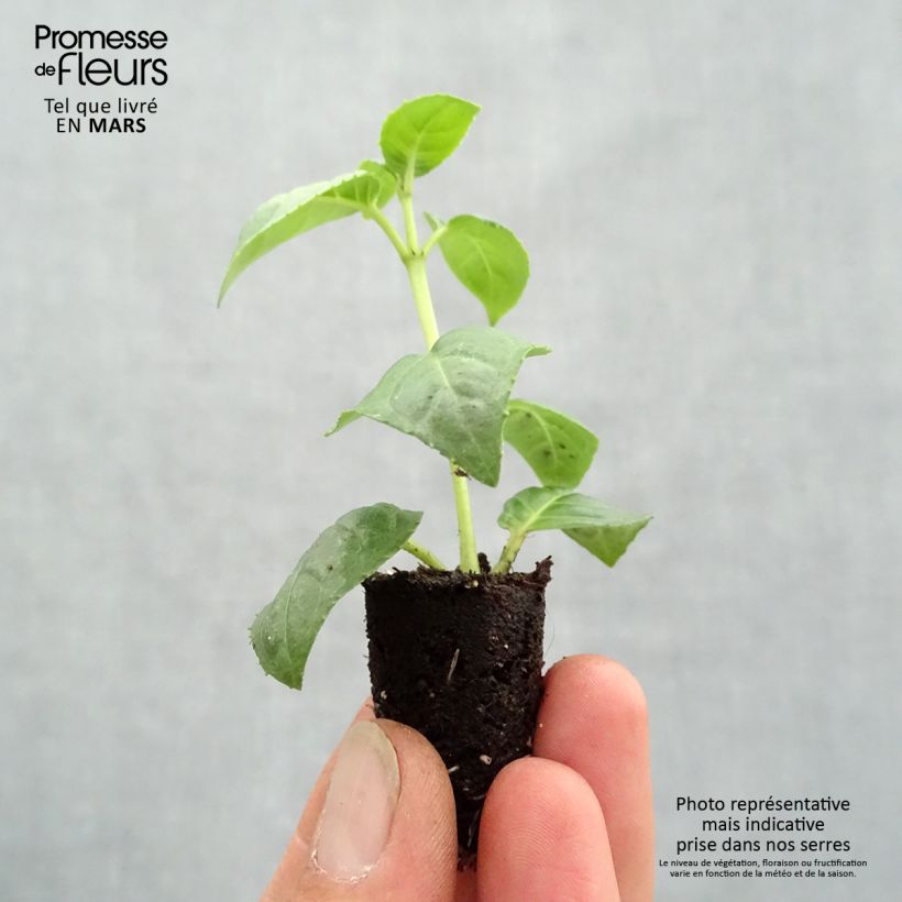 Exemplar von Fuchsia Fuchsia Bella Rosella Mini-Plug Ø 1,5/2,5 cm wie im Frühjahr geliefert