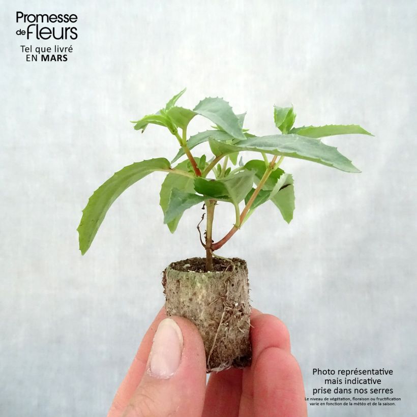 Example of Fuchsia Blue Angel Mini-Plug Ø 3/4 cm as you get in printemps