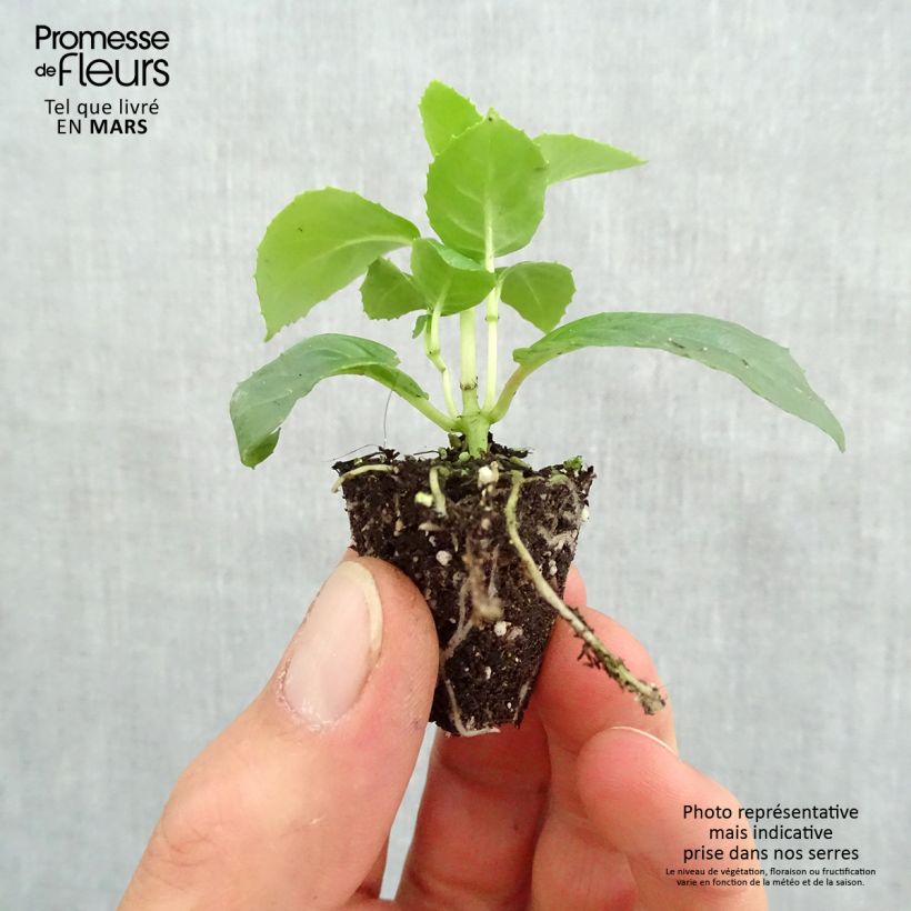 Example of Fuchsia Holly Beauty Mini-Plug Ø 3/4 cm as you get in printemps