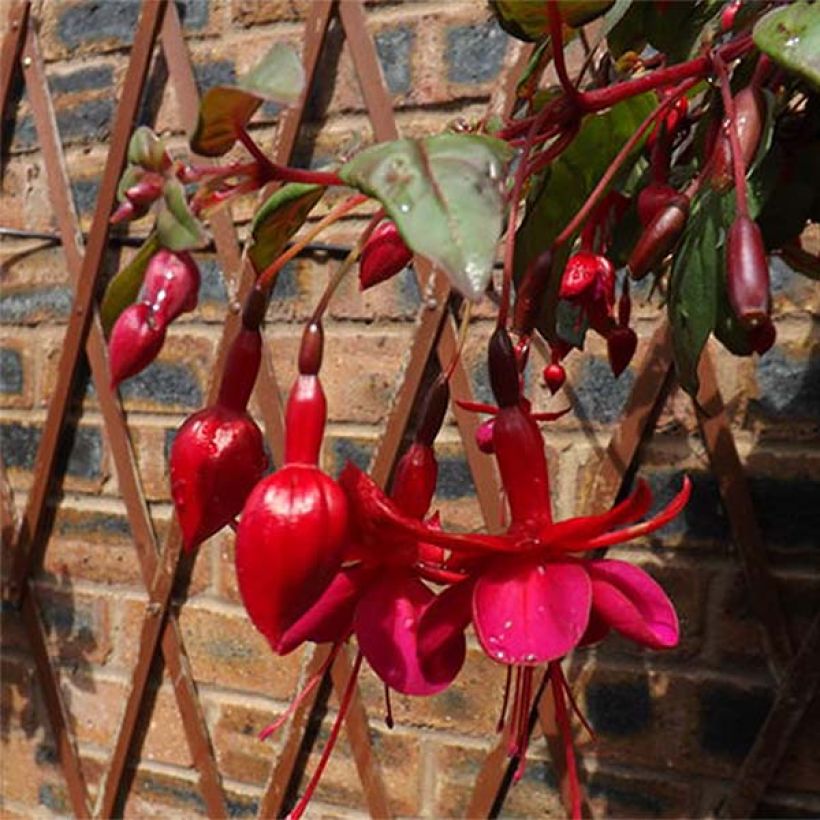 Fuchsia Marinka (Blüte)