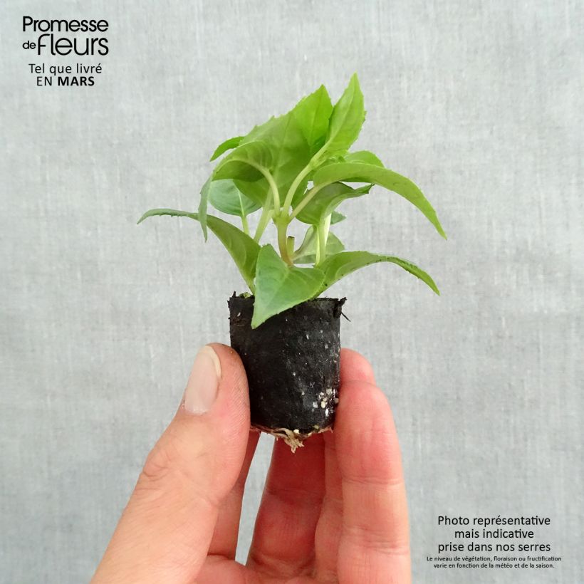 Exemplar von Fuchsia Pink Galore Mini-Plug Ø 1,5/2,5 cm wie im Frühjahr geliefert