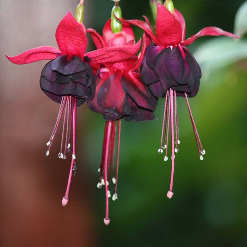 Fuchsia Rohees New Millenium (Flowering)
