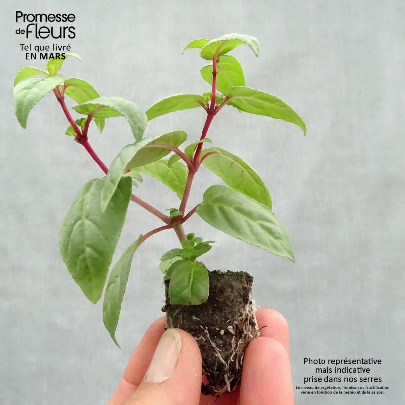 Example of Fuchsia Rohees New Millenium Mini-Plug Ø 3/4 cm as you get in printemps