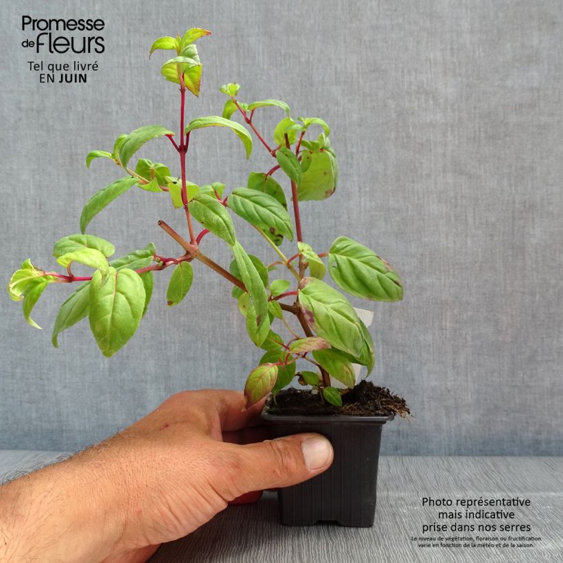 Example of Fuchsia Rohees New Millenium Kleine Töpfe von 8/9 cm as you get in printemps