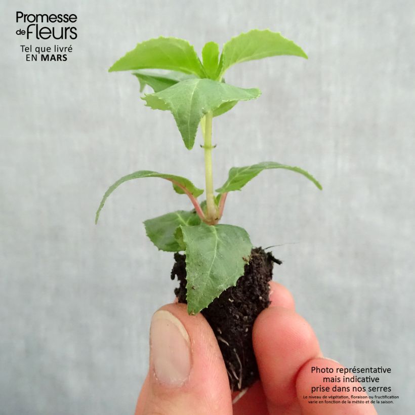 Example of Fuchsia Royal Mosaïc Mini-Plug Ø 1,5/2,5 cm as you get in printemps