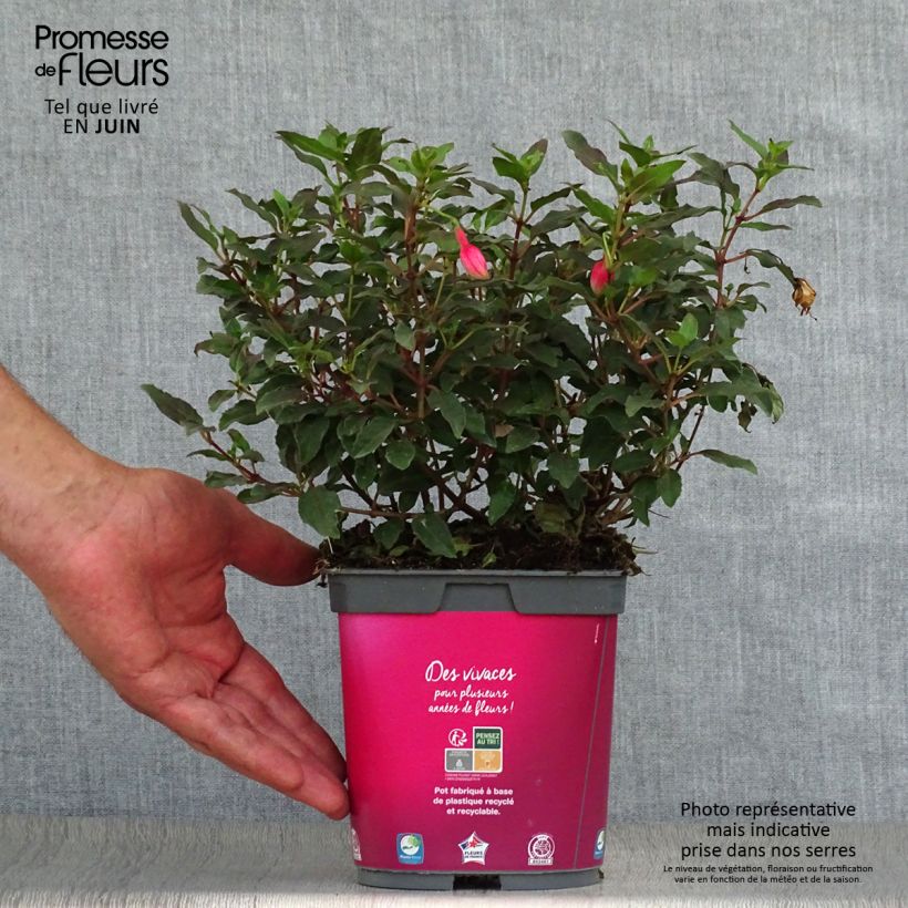 Exemplar von Fuchsia Alice Hoffman Topf mit 2L/3L wie im Sommer geliefert