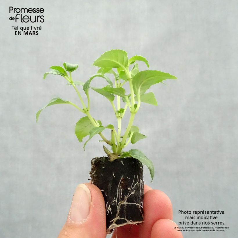 Exemplar von Fuchsia Blue Sarah Mini-Plug Ø 3/4 cm wie im Frühjahr geliefert