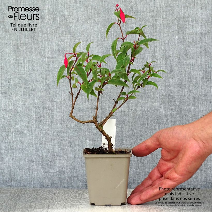 Exemplar von Fuchsia Mme Cornelissen Kleine Töpfe von 7/8 cm wie im Sommer geliefert