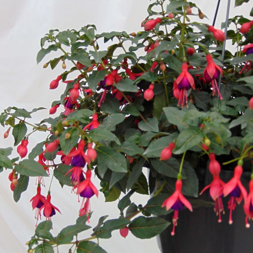 Fuchsia Mrs Popple (Wuchs)