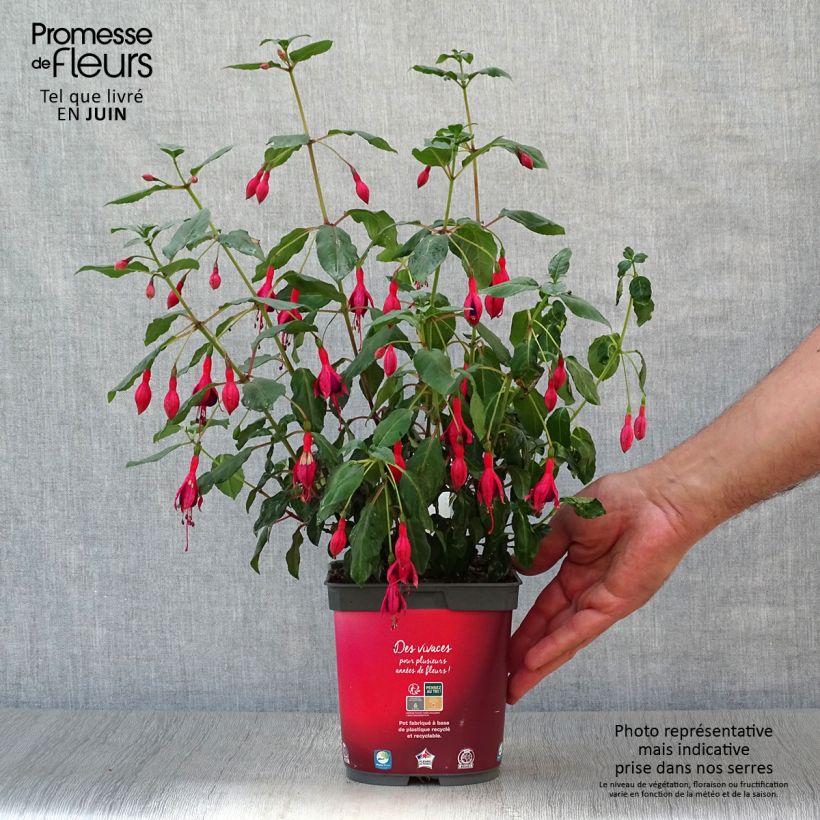 Exemplar von Fuchsia Mrs Popple Topf mit 2L/3L wie im Sommer geliefert