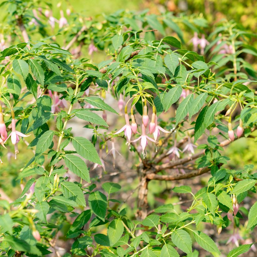 Fuchsia Whiteknights Pearl (Wuchs)