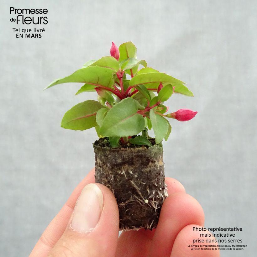Example of Fuchsia Bella Lydia Mini-Plug Ø 3/4 cm as you get in printemps