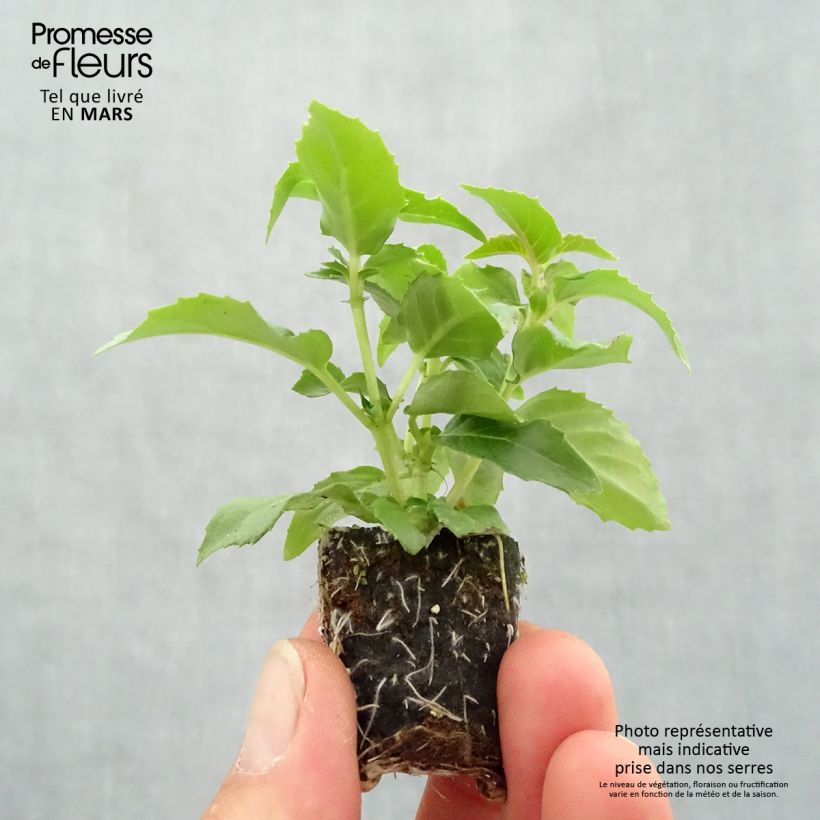 Exemplar von Fuchsia Bella Nora Mini-Plug Ø 3/4 cm wie im Frühjahr geliefert