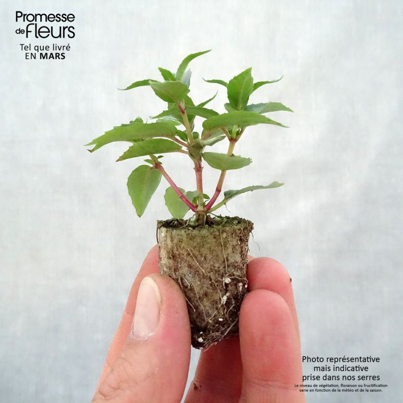 Example of Fuchsia Rosalien Mini-Plug Ø 3/4 cm as you get in printemps