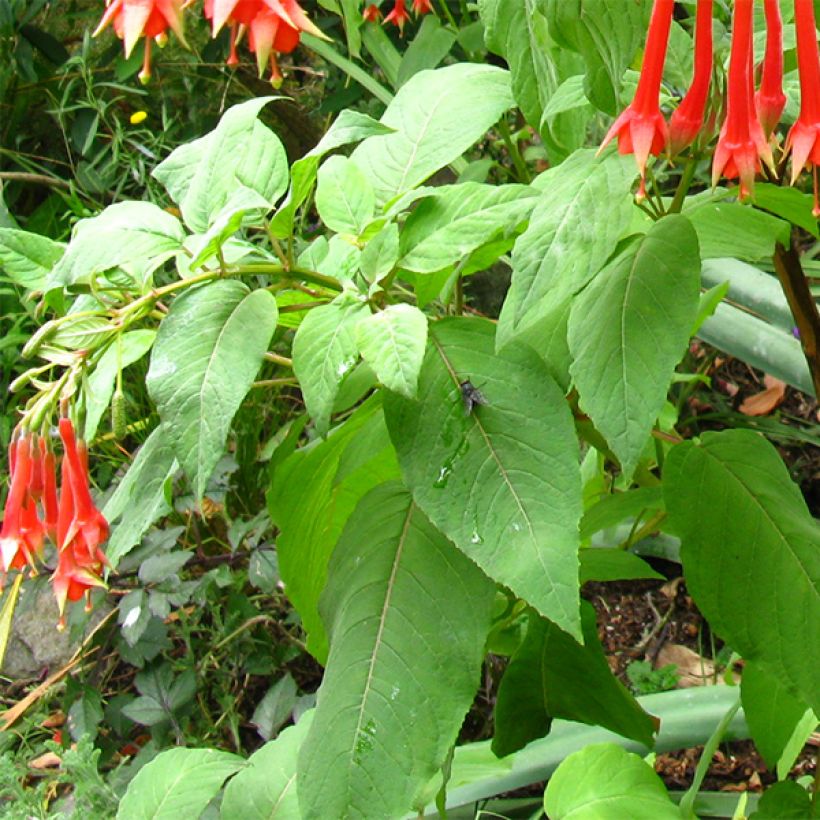 Fuchsia triphylla (Foliage)