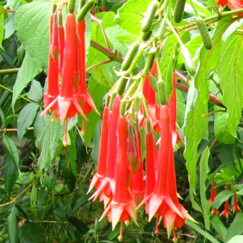 Fuchsia triphylla (Flowering)