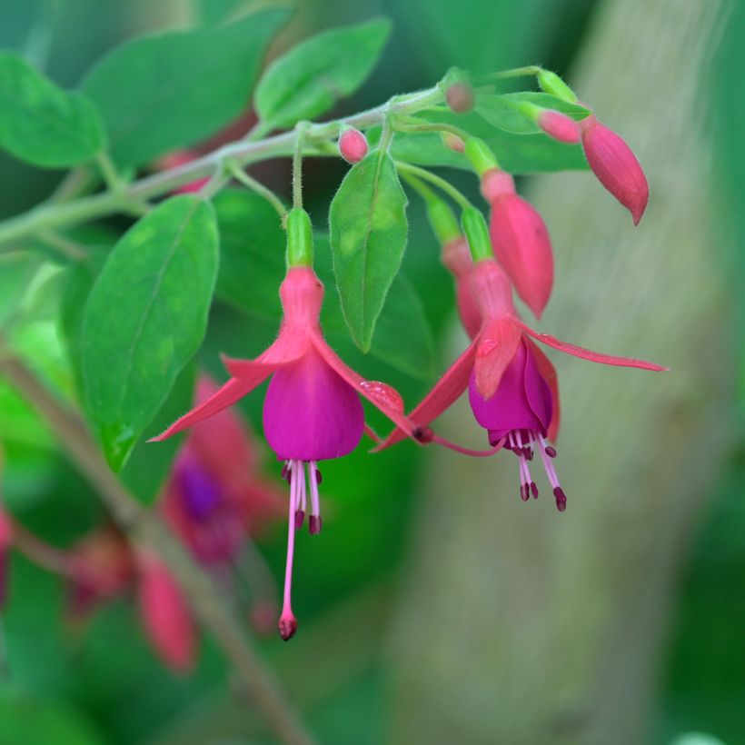 Fuchsia alpestris Grimpant (Blüte)