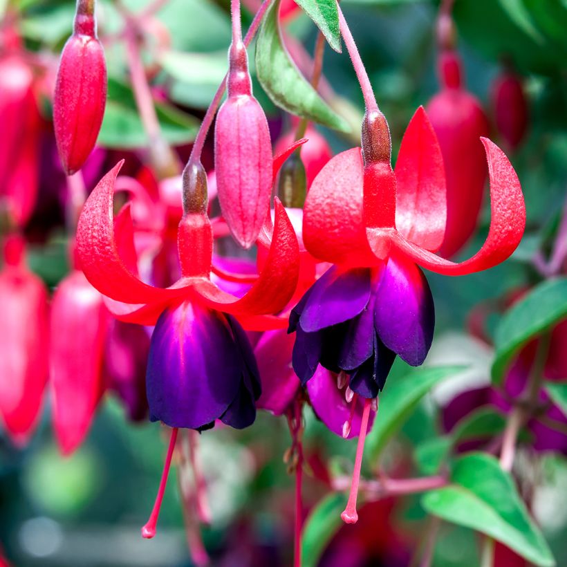Fuchsia Charming (Blüte)