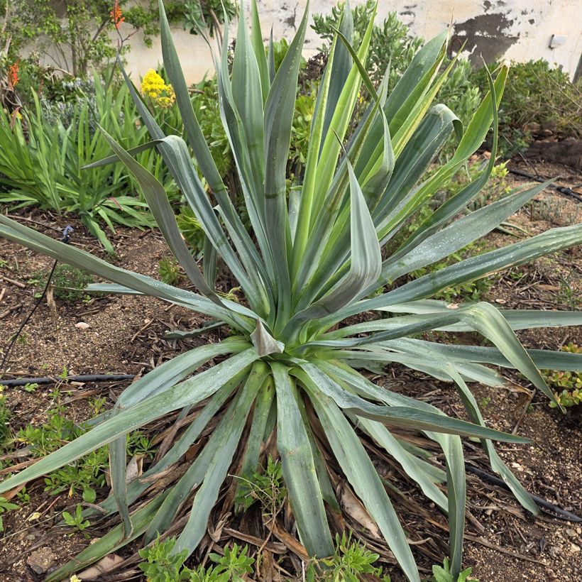 Furcraea bedinghausii (Wuchs)
