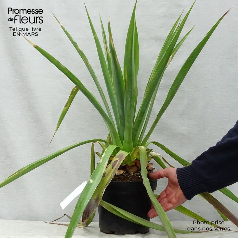 Example of Furcraea longaeva Topf mit 4L/5L as you get in printemps
