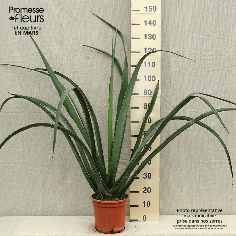 Example of Furcraea macdougallii Topf mit 7,5L/10L as you get in printemps