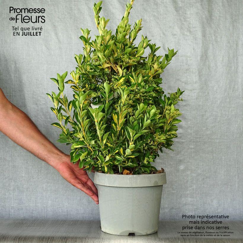 Exemplar von Japanischer Spindelstrauch Duc d'Anjou - Euonymus japonicus Topf mit 3L/4L wie im Sommer geliefert