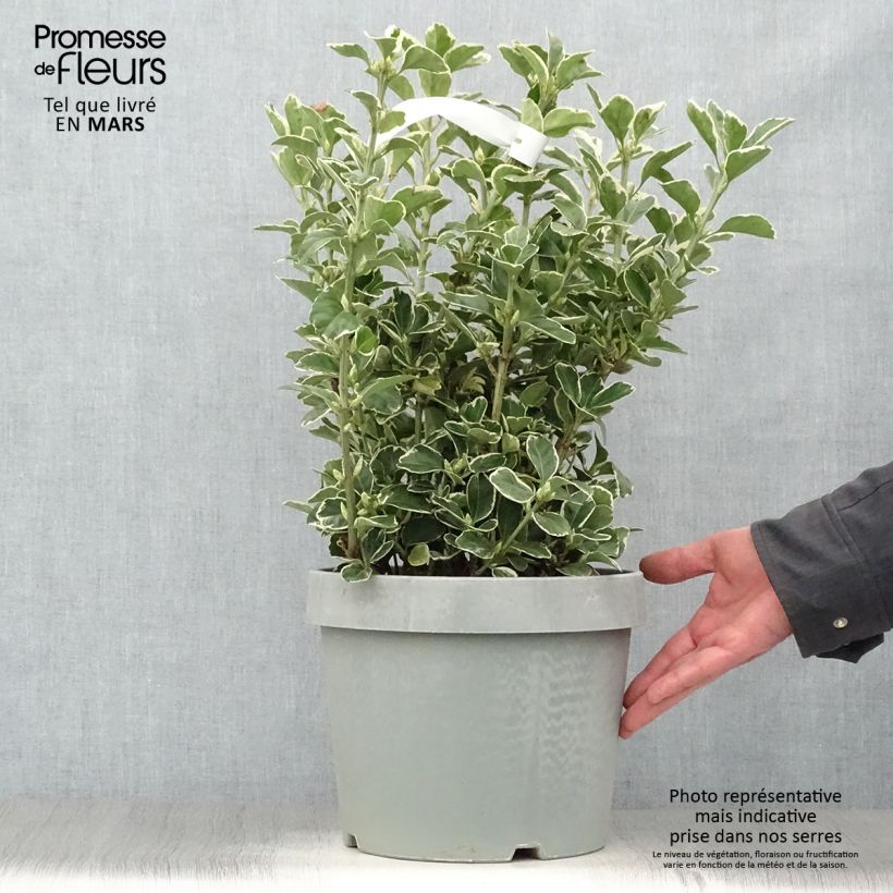 Example of Japanischer Spindelstrauch Silver King - Euonymus japonicus Topf mit 7,5L/10L as you get in printemps
