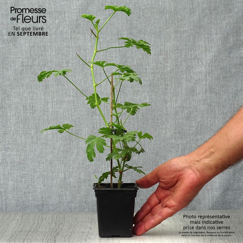 Exemplar von Duftende Pelargonie Paton's Unique - Pelargonium Kleine Töpfe von 7/8 cm wie im Herbst geliefert