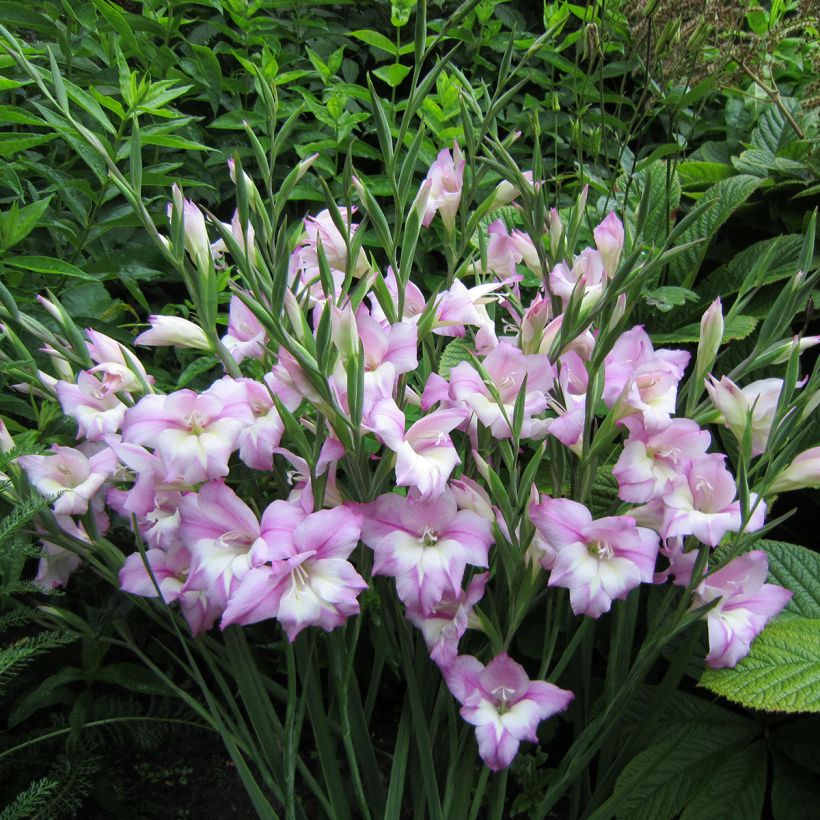 Gladiolus tubergenii Charming Henry - Gladiole (Wuchs)