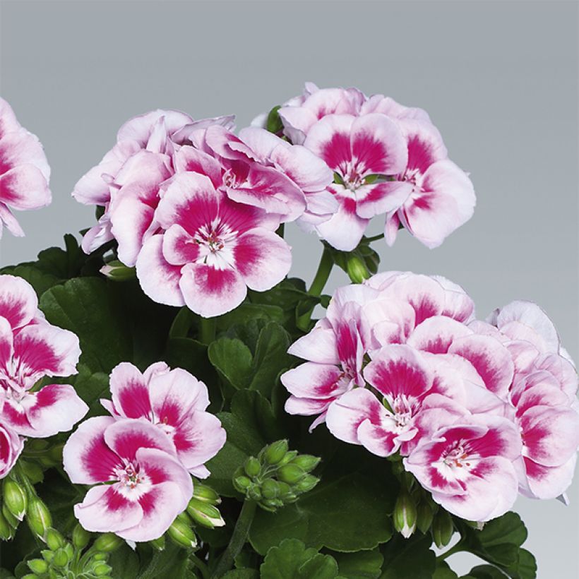 Zonal-Pelargonie Flowerfairy White Splash - Pelargonium (Flowering)