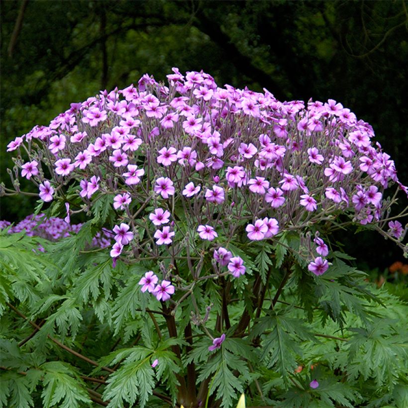 Geranium maderense - Madeira-Storchschnabel (Wuchs)