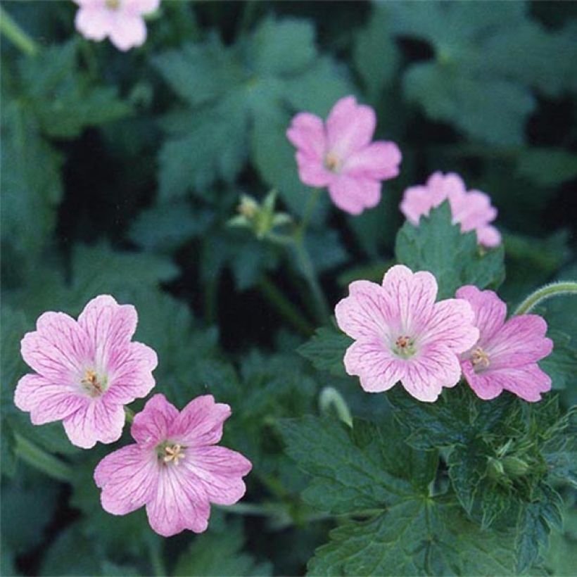 Geranium oxonianum Claridge Druce - Oxford-Storchschnabel (Flowering)