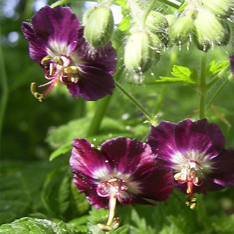 Geranium phaeum - Brauner Storchschnabel (Flowering)